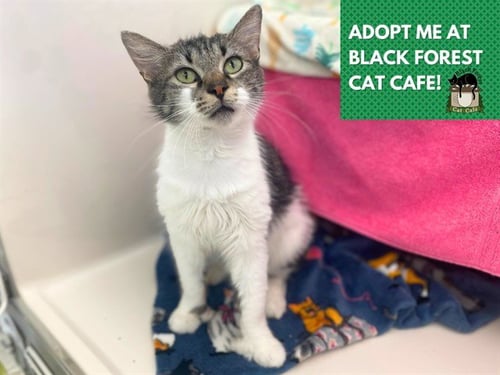 FOOTSIE - Domestic Medium Hair for adoption in Fort Wayne