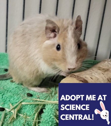 LUFFY - Degu available for adoption