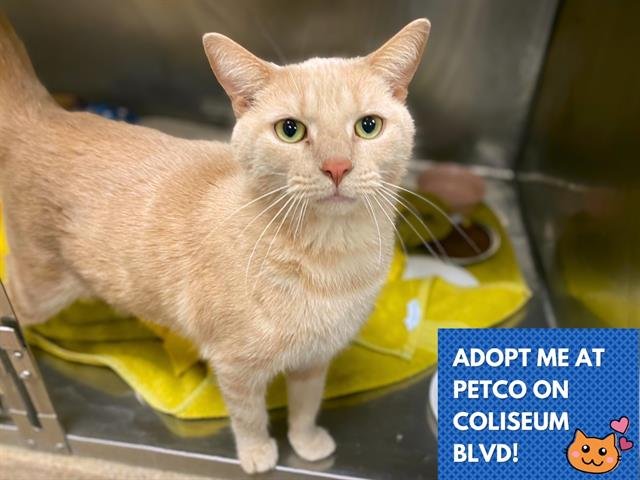 HALLOWES - Domestic Short Hair available for adoption