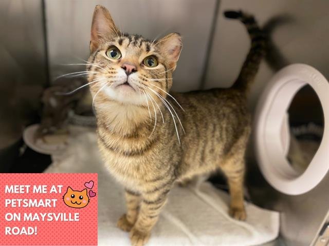 TEDDY - Domestic Short Hair available for adoption