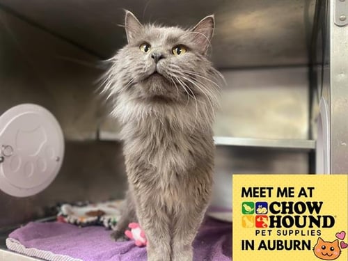 KEVIN - Domestic Long Hair available for adoption