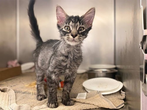 HENRY - Domestic Medium Hair available for adoption