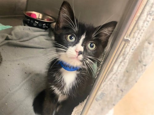 SCARECROW - Domestic Short Hair available for adoption