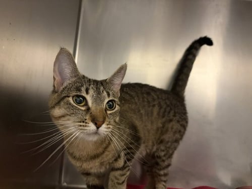 SKITTLES - Domestic Short Hair available for adoption