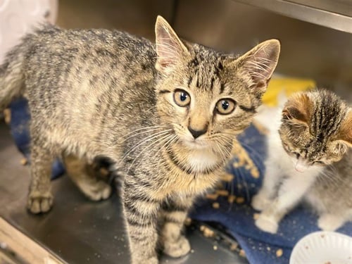 COUNT DOOKU - Domestic Short Hair available for adoption
