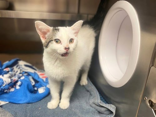 CORA - Domestic Short Hair available for adoption