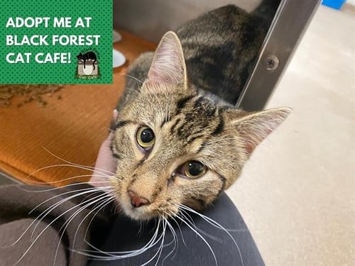 SOUL - Domestic Short Hair for adoption in Fort Wayne