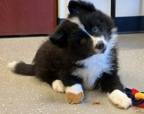 IVAN - Border Collie available for adoption