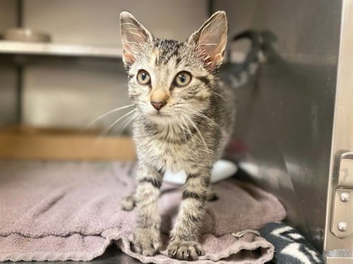PIPPY - Domestic Short Hair available for adoption