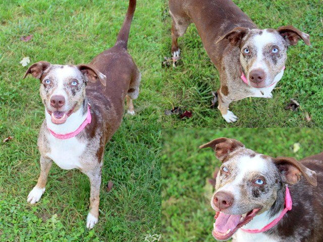 MILLIE Image