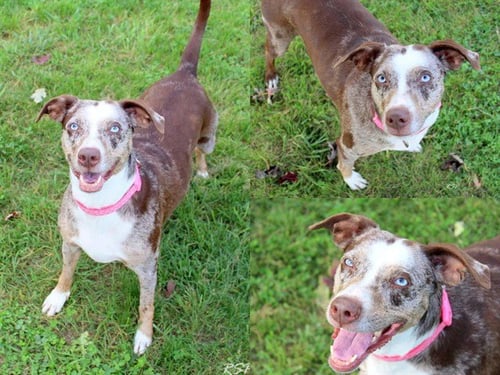 MILLIE - Catahoula Leopard Dog for adoption in Fort Wayne