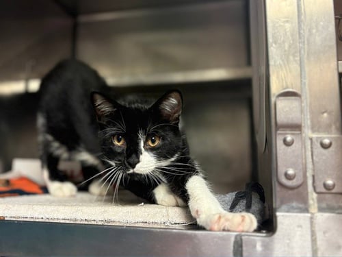 CHOMPER - Domestic Short Hair available for adoption