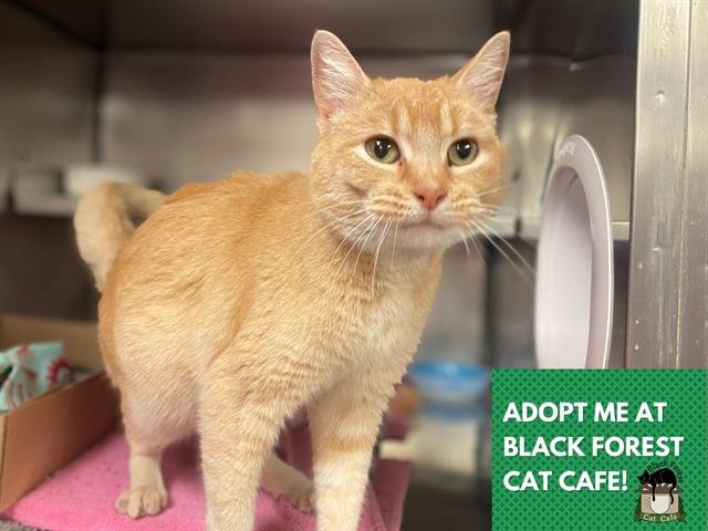 POSIE - Domestic Short Hair available for adoption