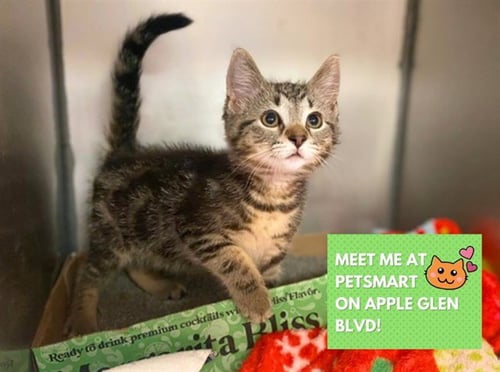 WALRUS - Domestic Short Hair available for adoption