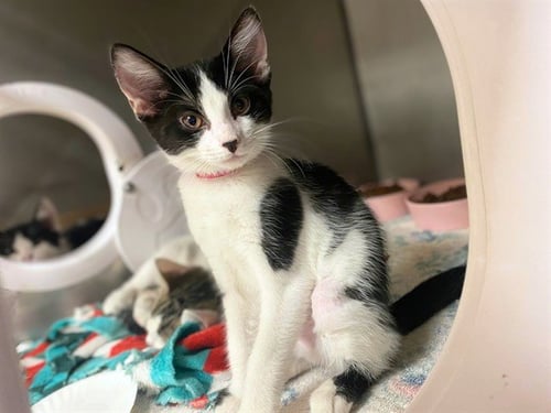 CINDY - Domestic Short Hair available for adoption