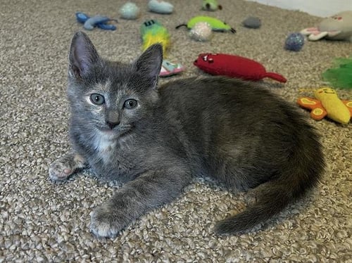 CRANBERRY - Domestic Short Hair available for adoption
