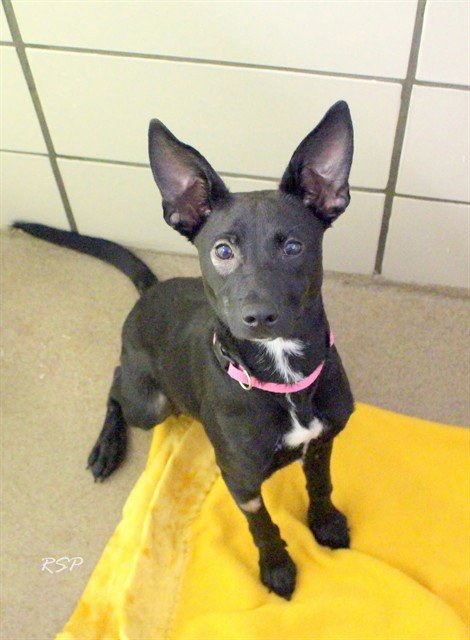 FREIDA - Pit Bull Terrier for adoption in Fort Wayne