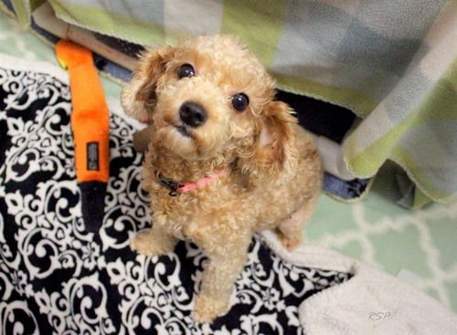 FIFI - Poodle (Miniature) available for adoption