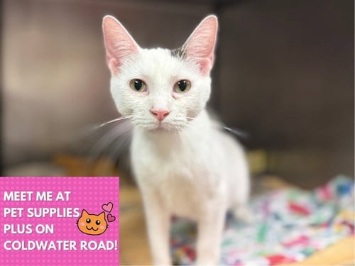 ANEE - Domestic Short Hair available for adoption