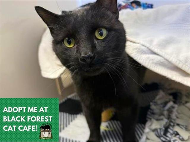 COAL - Domestic Short Hair available for adoption