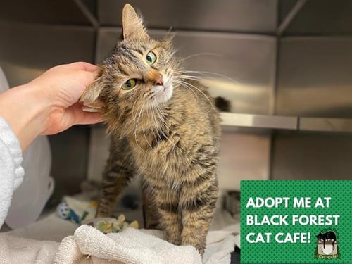 QUEEN - Domestic Medium Hair available for adoption
