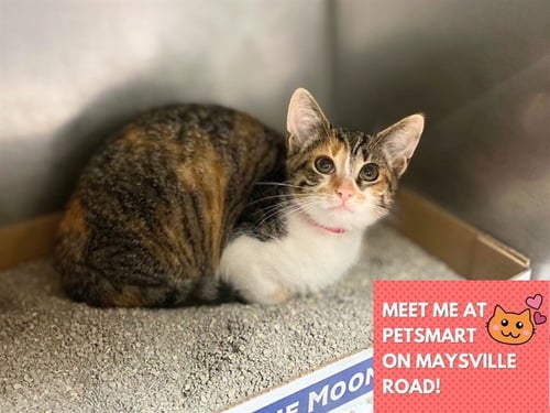 PEPSI - Domestic Short Hair available for adoption