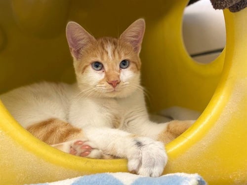 DOC - Domestic Short Hair available for adoption