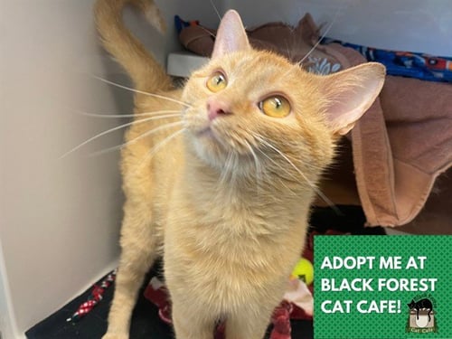 RJ - Domestic Short Hair available for adoption
