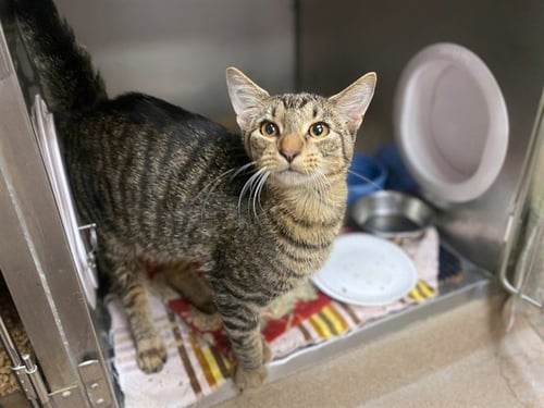CHURRO - Domestic Short Hair available for adoption