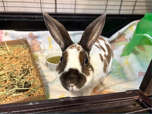 CARMEN SANDIEGO - Shorthaired Rabbit / Rex available for adoption
