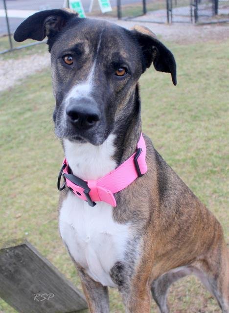 LULU - Great Dane available for adoption