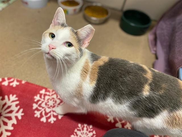 MARSHMELLOW - Domestic Short Hair available for adoption