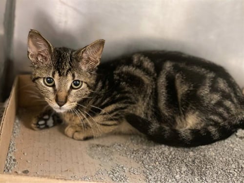 CAT SAJAK - Domestic Short Hair available for adoption