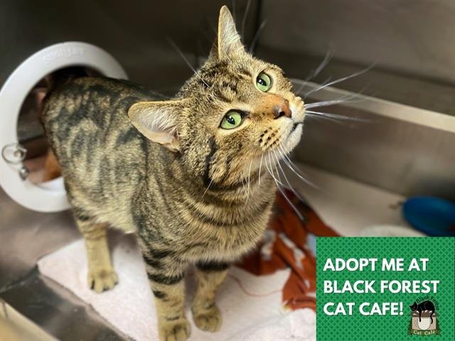 TAZ - Domestic Short Hair available for adoption