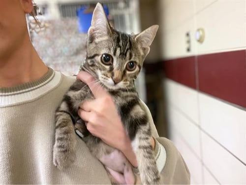 DELORES - Domestic Short Hair available for adoption
