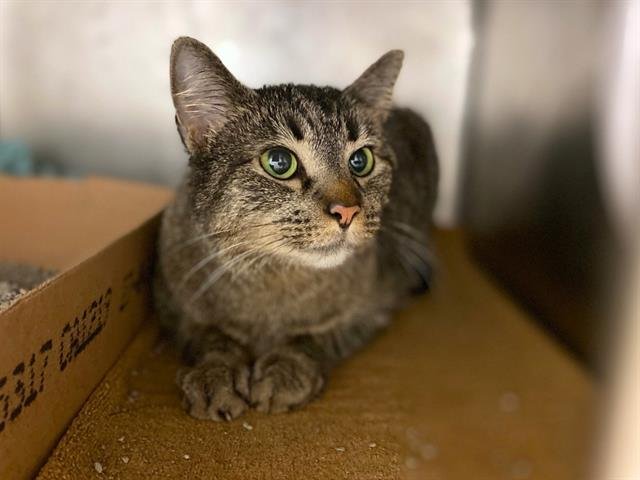 WHISKERS - Domestic Short Hair available for adoption