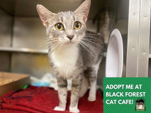 DOLLY - Domestic Short Hair for adoption in Fort Wayne