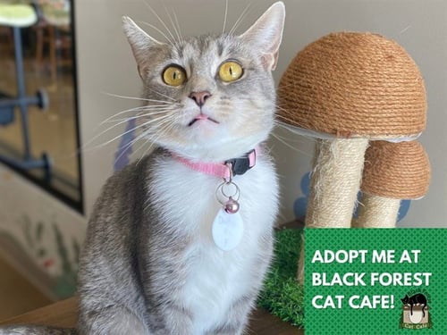 DOLLY - Domestic Short Hair available for adoption