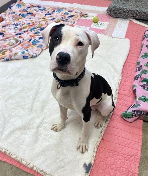 OTIS - Pit Bull Terrier for adoption in Fort Wayne
