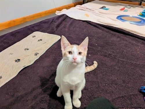 TRUFFLE - Domestic Short Hair for adoption in Fort Wayne