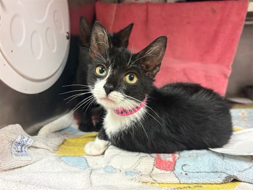 SERENA - Domestic Short Hair for adoption in Fort Wayne