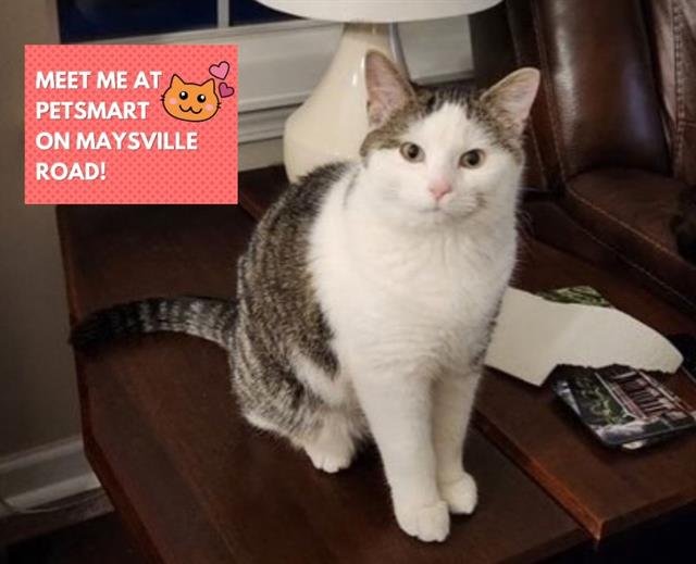 ROGER - Domestic Short Hair available for adoption