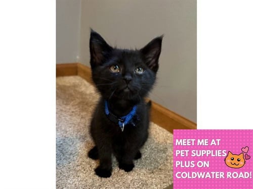 BOSTON - Domestic Short Hair available for adoption