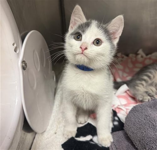 BEAR - Domestic Medium Hair available for adoption