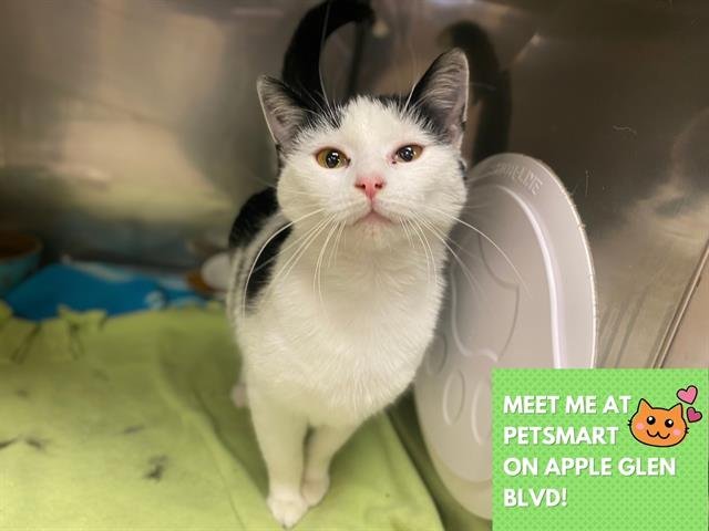 QUINN - Domestic Short Hair available for adoption