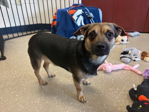 PAC-MAN - Chihuahua / Yorkshire Terrier Yorkie for adoption in Fort Wayne