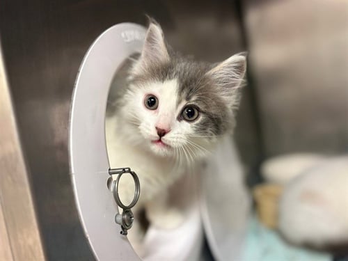 PEGGY - Domestic Short Hair available for adoption