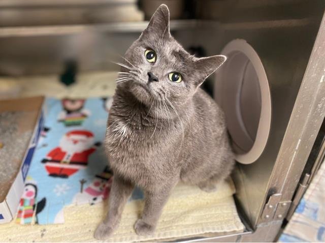 LYNN - Domestic Short Hair available for adoption