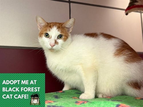 PANCAKE - Domestic Short Hair available for adoption