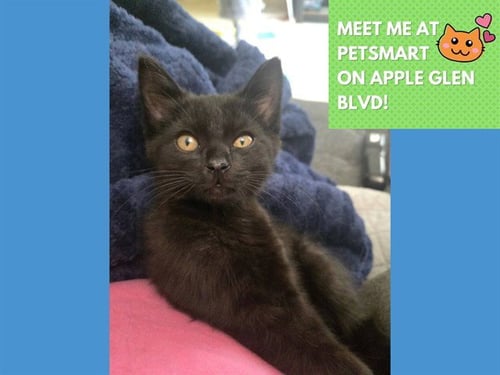 MEEKO - Domestic Short Hair for adoption in Fort Wayne